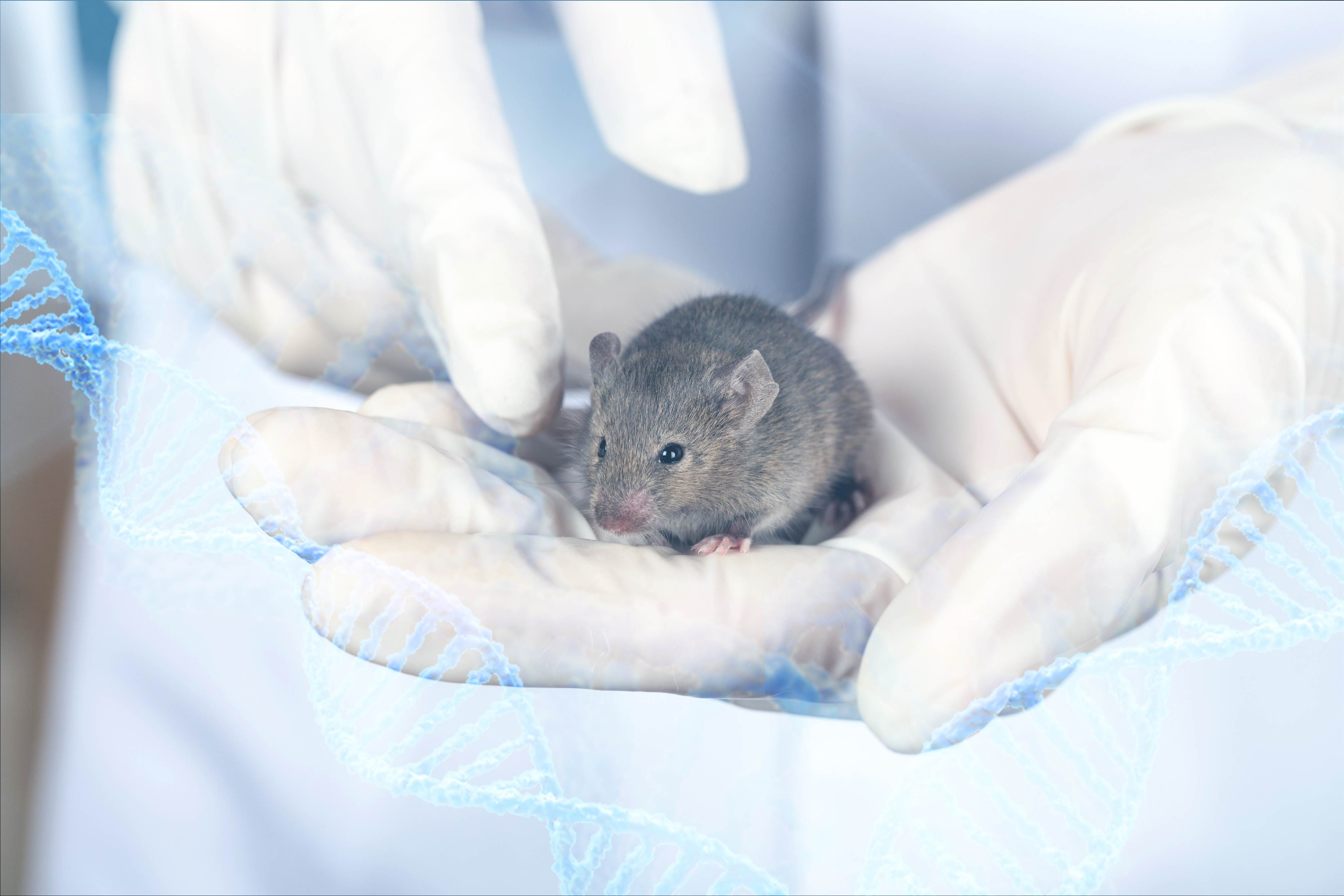 Souris en animalerie de laboratoire